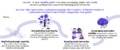Thumbnail for version as of 15:57, 28 July 2026